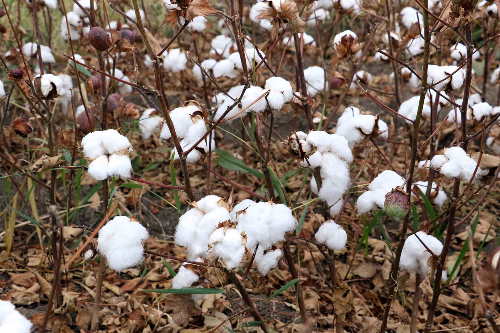 Cotton